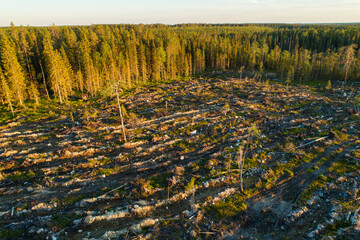 An aerial view to a mineralized clear-cut area next to a forest near Hossa, Northern Finland	