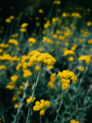 Obraz premium Yellow flowers