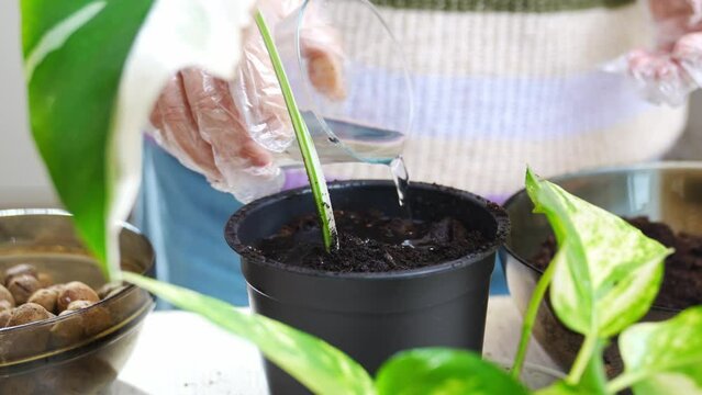 a woman watering the ground in a pot with a houseplant sprout. Scindapsus golden