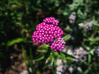 flowers in the garden