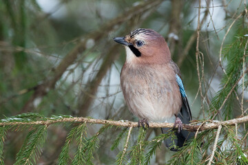 Close-up of a curious and watchful Eurasian jay perched in a boreal forest in Estonia, Northern Europe