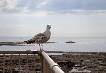 Close up of a seagull on the pier