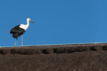 A stork on top of a typical reeds roof in a Danube Delta village.