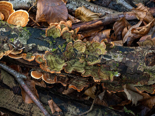 Turkeytail Fungus Green Colour on Decaying Branch