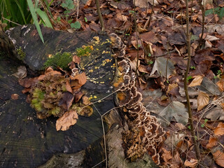 Fungi, Moss and Mould on tree stump in English Woodland
