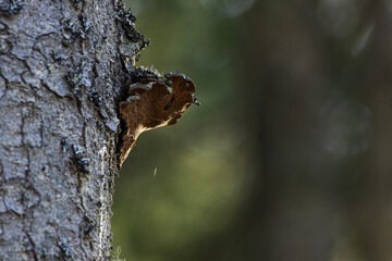 A wood decaying fungi Phellinus chrysoloma growing on a large Spruce trunk in a keystone habitat in Estonia, Northern Europe