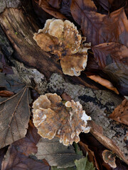 Turkeytail Fungus on Fallen Log