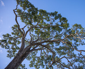 Hawaiian Monkey Pod Tree with Green Leaves and Gray Trunk and Branches  Under Blue Sky in Honolulu.