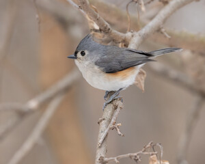 Tufted Titmouse is a little gray bird with an echoing voice, it is common in eastern deciduous forests and a frequent visitor to feeders. Beautiful portrait of a little songbird perched on a branch. 