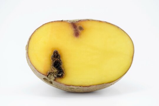 Potato tuber damaged by wireworms, click beetle larvae (family Elateridae). Cut tuber with tunnel. Plant pests