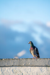 pigeon dove portraits close-up view 