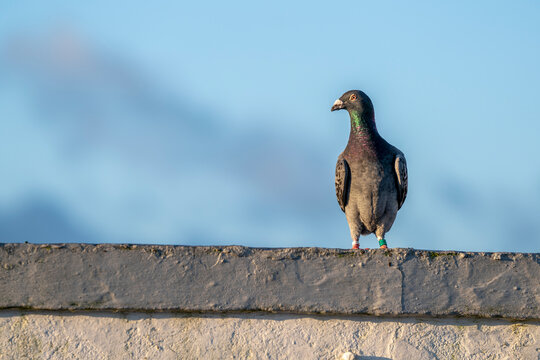 pigeon dove portraits close-up view 