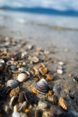 Coquillages sur le bord du lac de Neuchâtel en Suisse