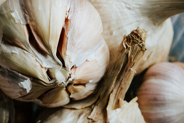Macro photography of garlic heads. Food concept.