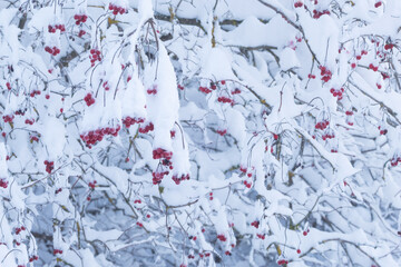 Ripe red Guelder rose berries covered with snow on a winter day in Estonia, Northern Europe	