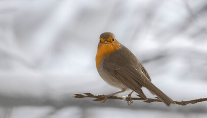 robin on a branch