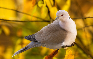 collared pigeon on a branch