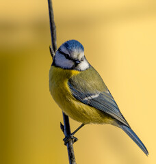Obraz premium a blue tit on a branch