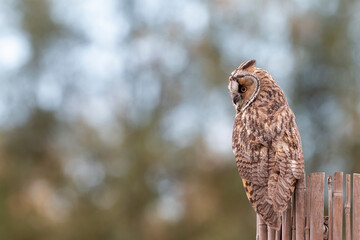 Long-eared owl (Asio otus) 