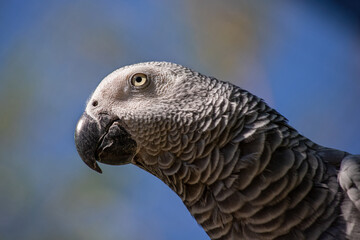 Head of Congo grey parrot on the blue background