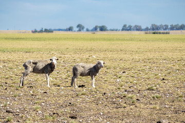 Pair of sheared sheep in a lonely field. copy space
