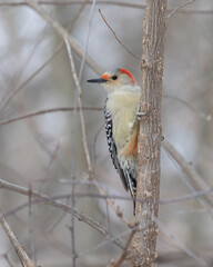 Adult female red bellied woodpecker. This woodpecker bird is perched on the side of a tree looking. Females have a red nape lacking the red crown. Colors are black red and white. Natural environment. 