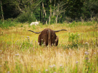 behind the scene (behind the bull)