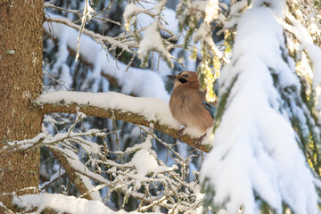 Close-up of Eurasian jay perched on a snowy Spruce branch on a beautiful winter day in a boreal forest in Estonia, Northern Europe