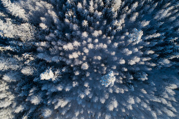 An aerial of a frosty and snowy mixed boreal forest on a sunny winter day in Estonia, Northern...
