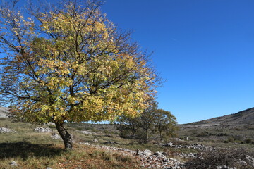 Un arbre d'automne