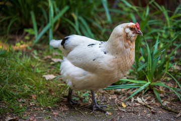 Full body of white-beige adult hen on the farm