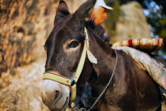 a photo of donkey friend