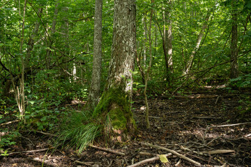 Lush rich paludified forest on a summer day in Southern Estonia, Europe