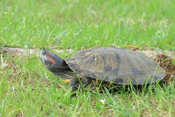 草むらのミシシッピアカミミガメ