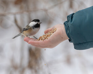A young child holds out his hand filled with bird seed.  A chick a dee lands and eats some...