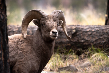 bighorn sheep ram by a log