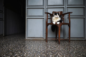cat with funny face