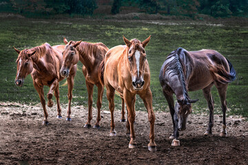 Obraz na płótnie Canvas Four Hungry Horses