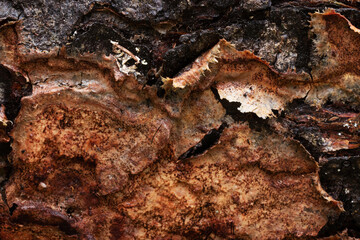 Close-up of a brownish polypore Phellinus ferrugineofuscus growing on a decaying Pine tree trunk in a keystone habitat in Estonia, Northern Europe
