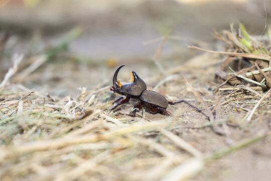 Diloboderus abderus in the ground