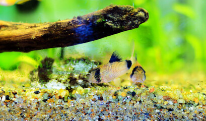 Corydoras panda in freshwater aquarium tank