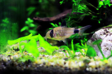 Corydoras panda in freshwater aquarium tank