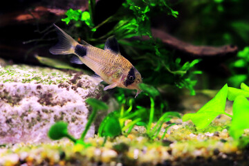 Corydoras panda in freshwater aquarium tank