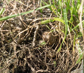 Snail hiding in the grass