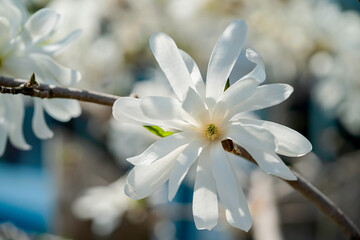Delicate flower of the star magnolia in the home garden.