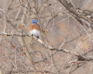 Eastern bluebird in its natural environment, perched deep in a bush with small red berries, that the bird was eating.  This is an adult bright blue male bird.  Photo was taken in early morning hours. 