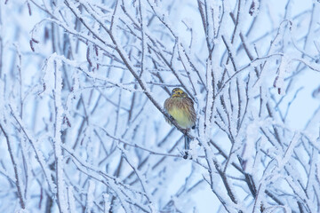 A colorful Yellowhammer perched in the middle of frosty branches on a cold winter evening in Estonia, Northern Europe