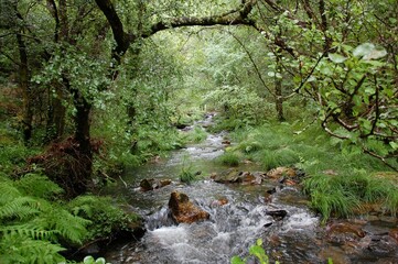 Río en la comarca de Betanzos, Galicia