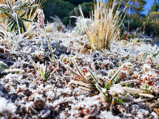 Plantas congeladas, plantas con hielo, helada, escarcha en la mañana, rocío por la mañana