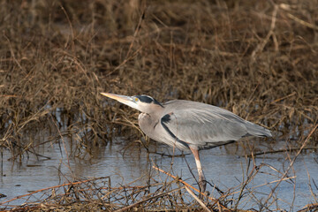 A Great Blue Heron looking up at something overhead while standing in a marsh full of brown grass.